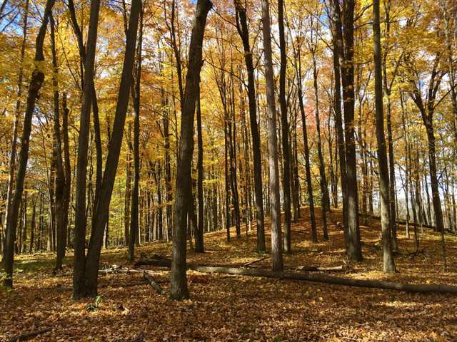 Stroll with a Naturalist: Fall Flowers & Colors FREE