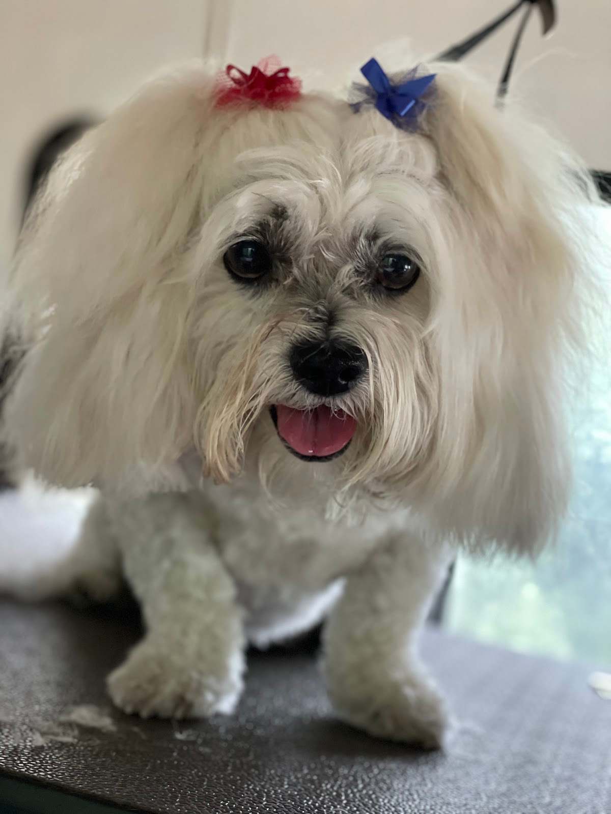 The Elegant Pet llc — photo 4