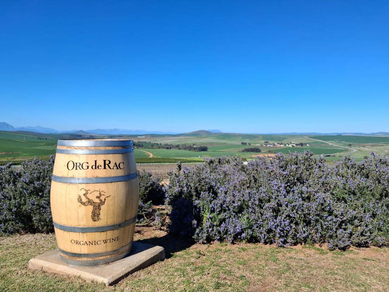 Org de Rac Organic Wine Estate — photo 3