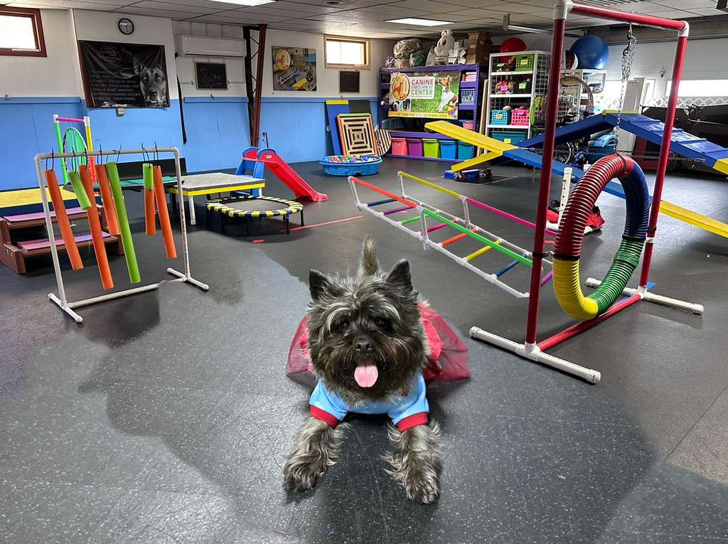 Canine Enrichment Center