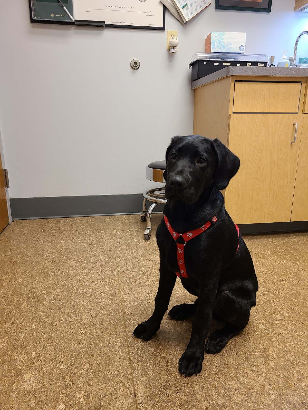 Cedarburg Veterinary Clinic — photo 1