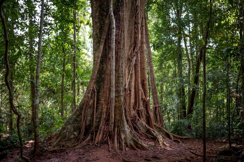 Giant Maca Tree, Koh Kood,Thailand.