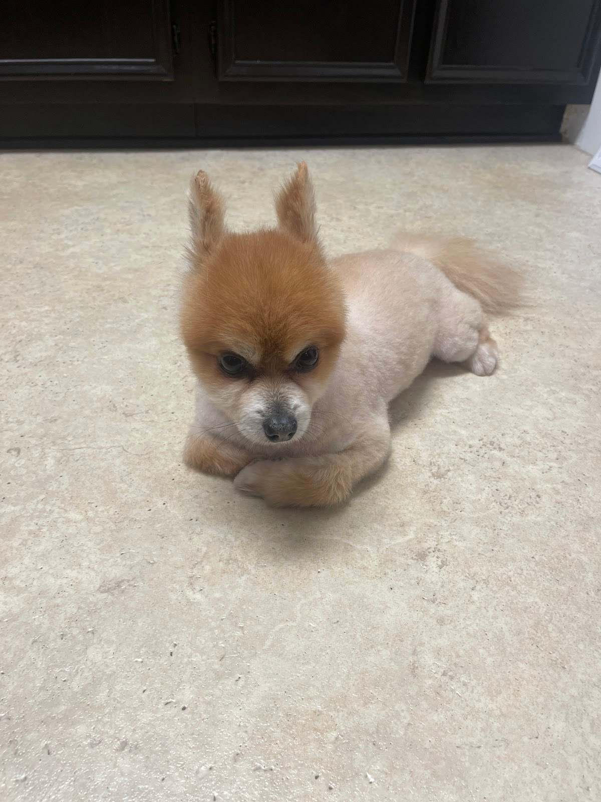 Paws and Reflect Pet Grooming — photo 3