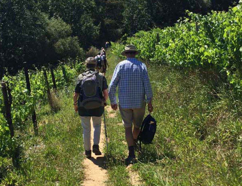 Wellington Wine Walk — photo 1