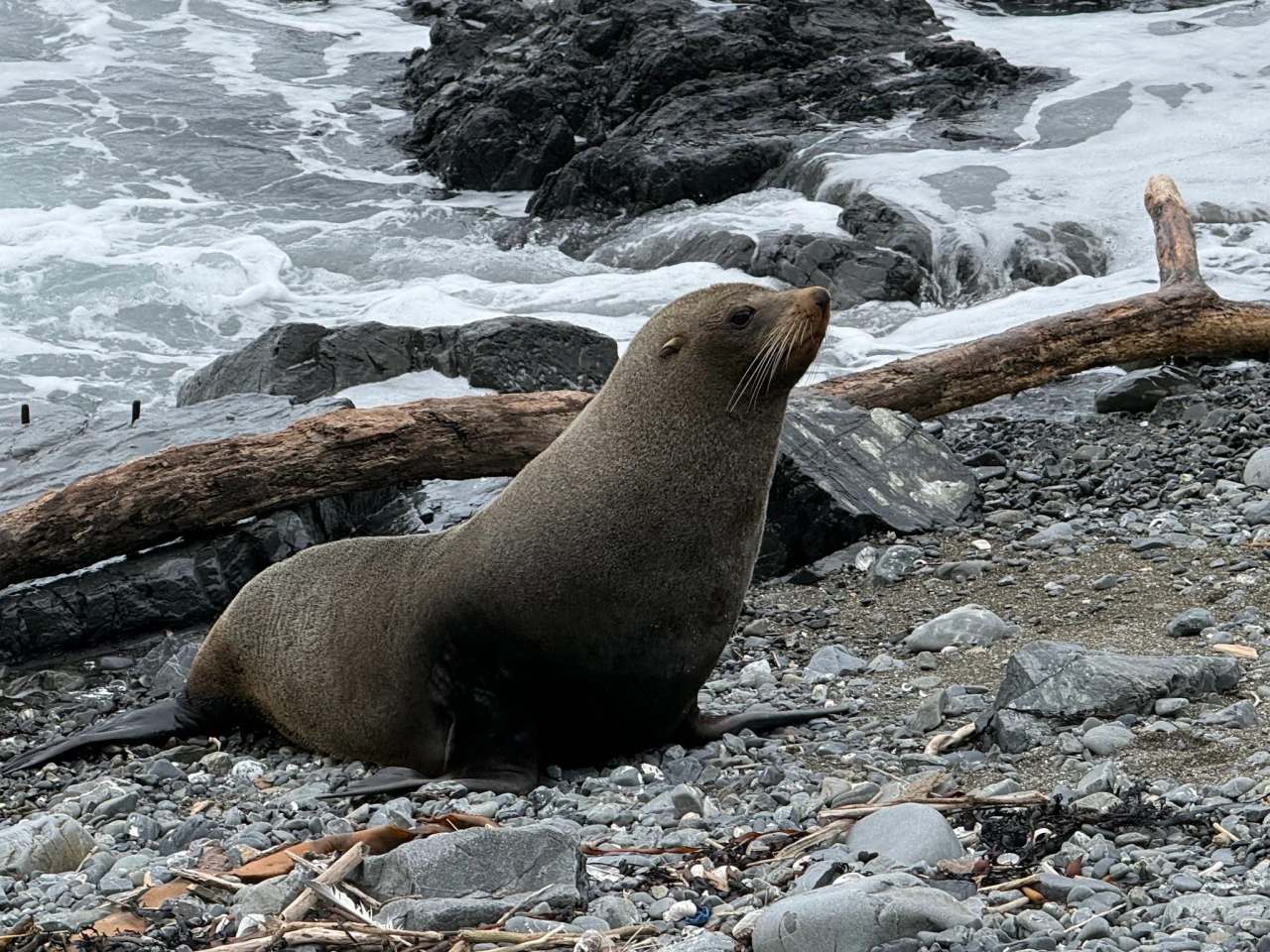 Red Rocks - Seals — photo 1