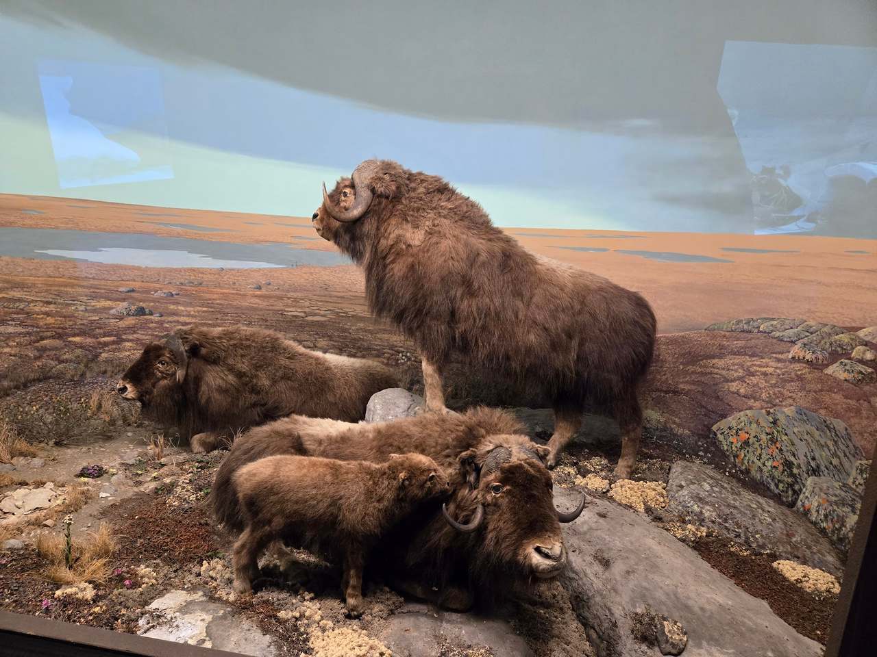 Milwaukee Public Museum — photo 4