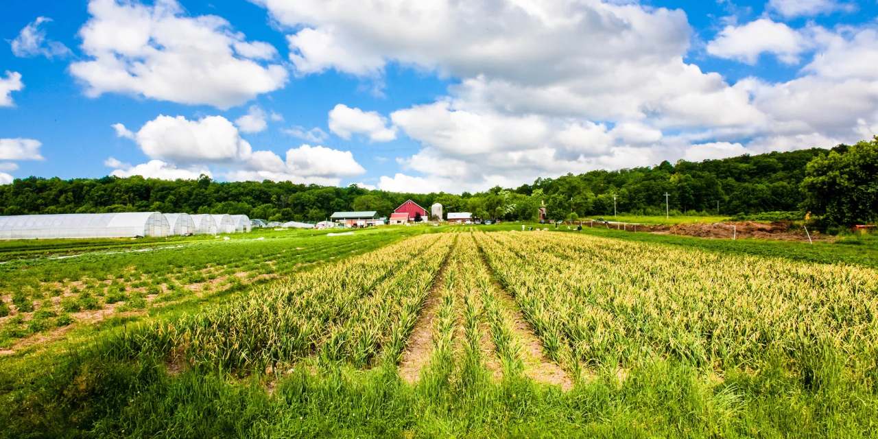 Springdale Farm — photo 1