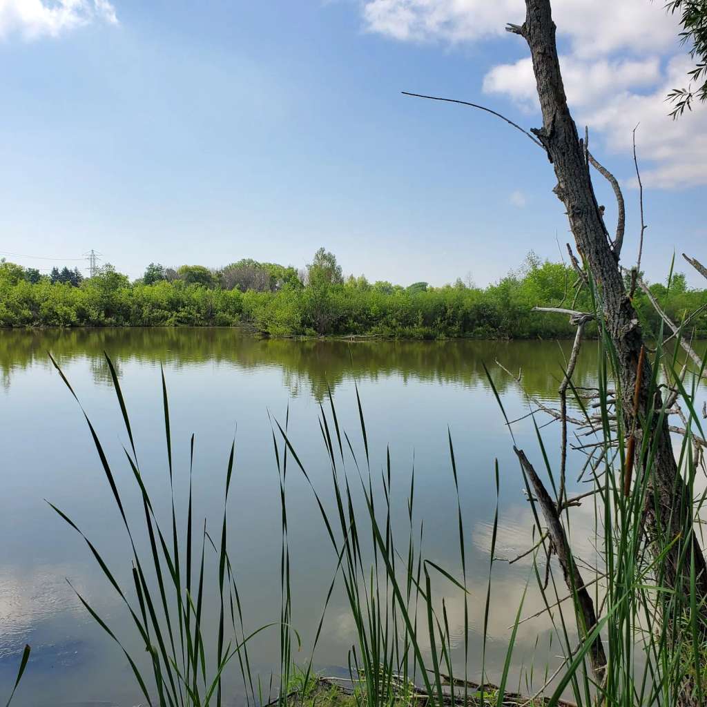 Trinity Creek Wetland Habitat