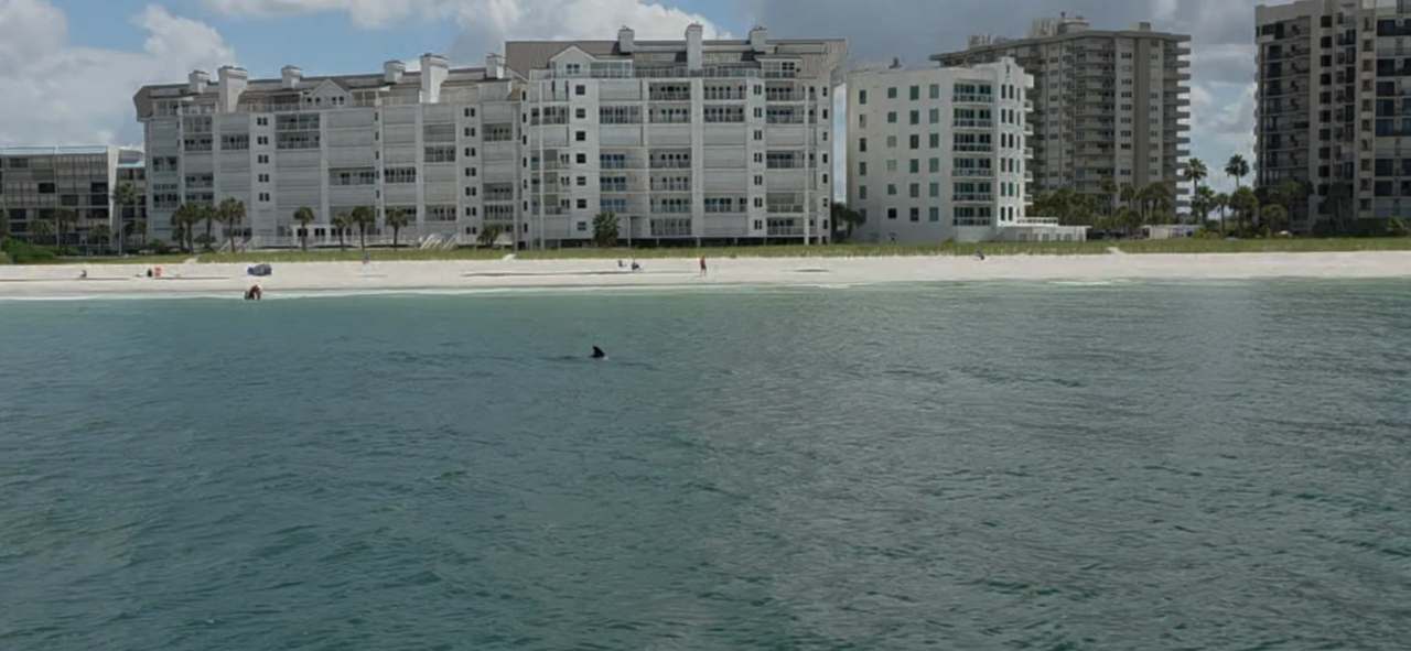 Mega Bite Dolphin Tours — photo 2