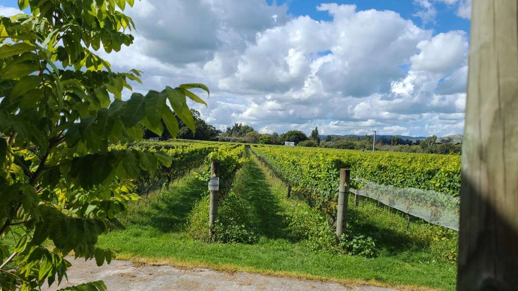 Margrain Vineyard