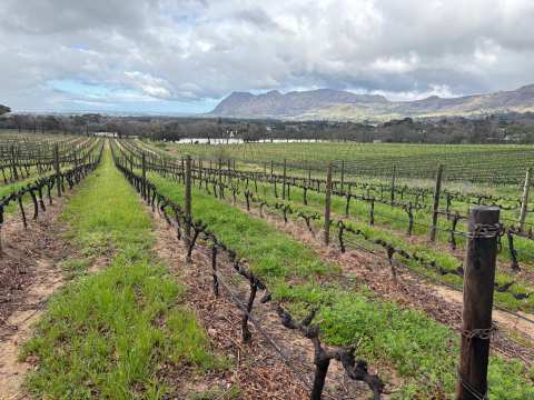 The Constantia Wine Tour — photo 2