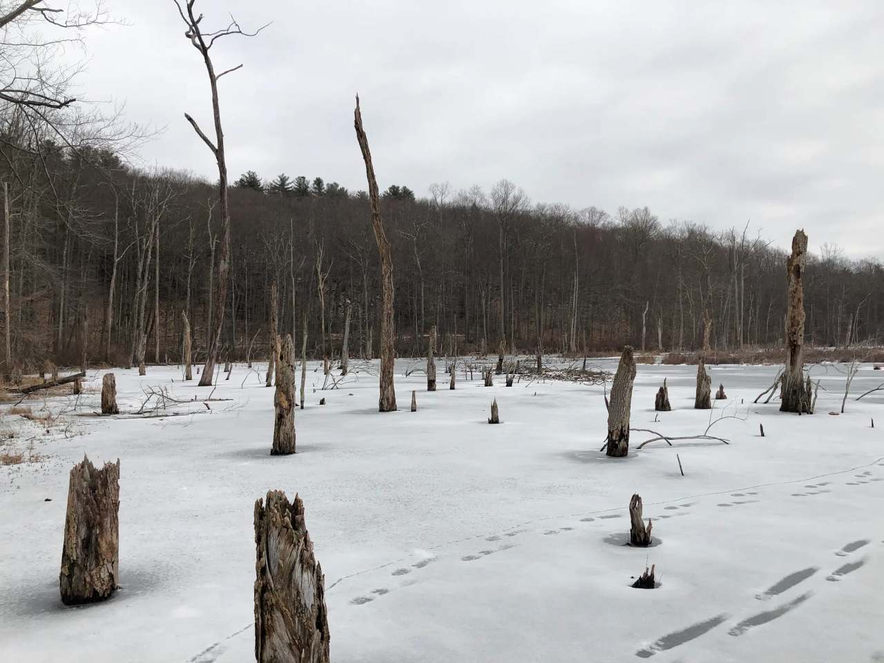 Flanders Nature Center & Land Trust — photo 2