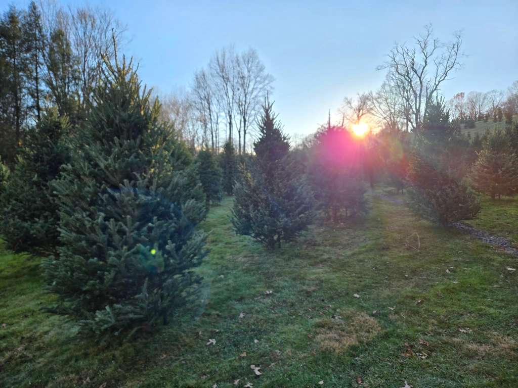 Lewis Christmas Tree Farm