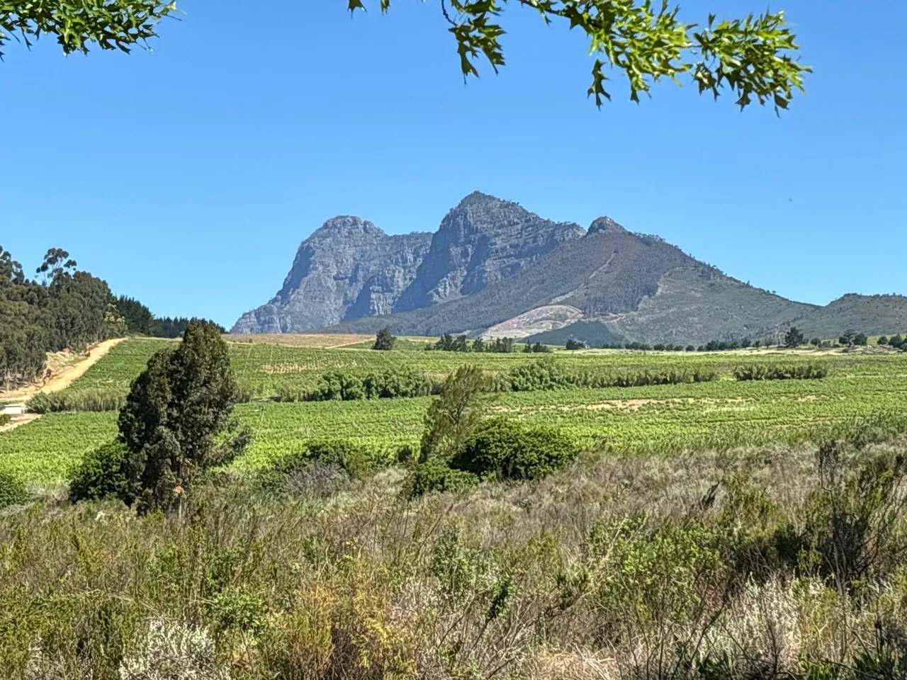 Anura Vineyards — photo 1