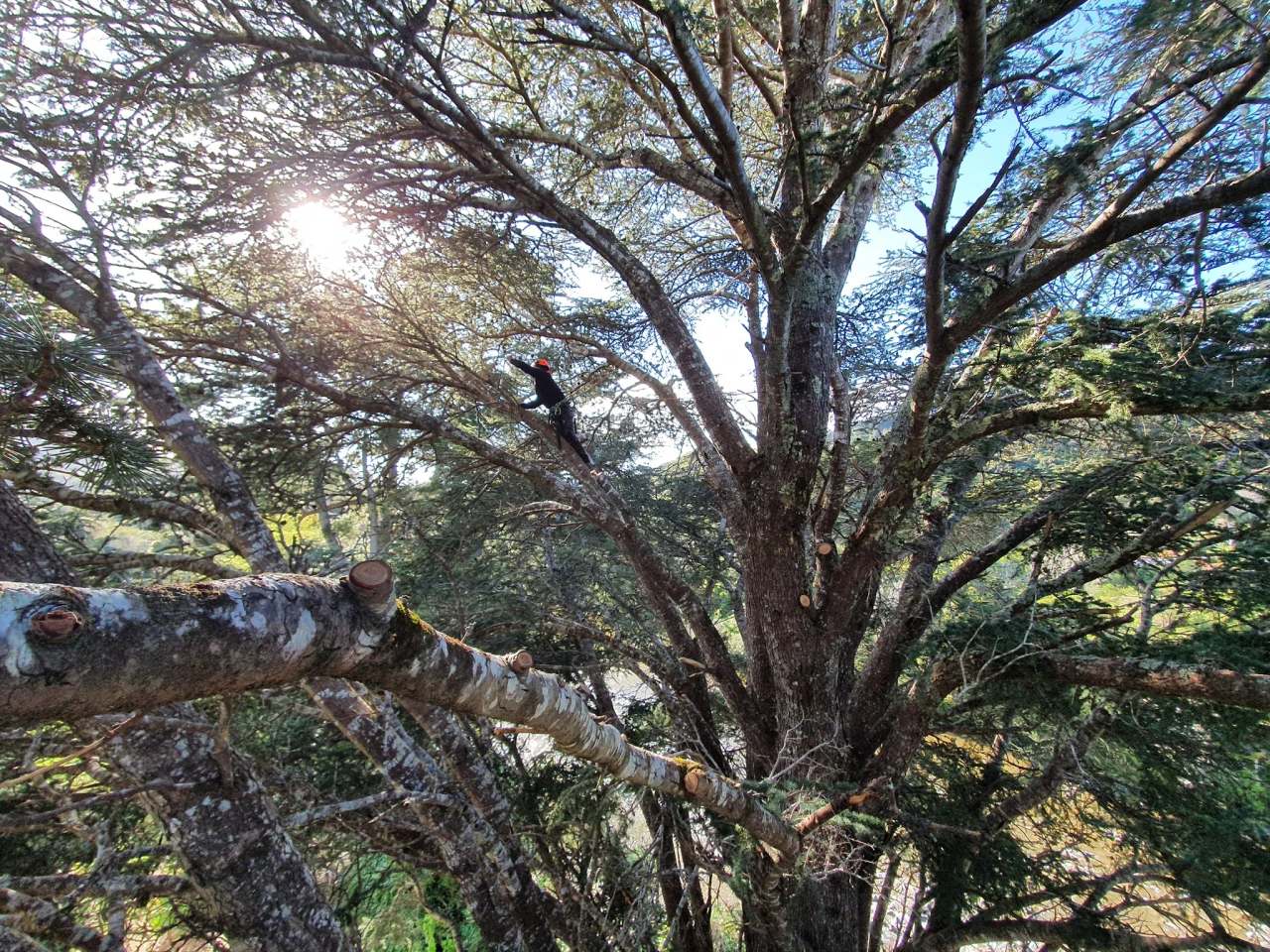 Arbormedic Tree Services — photo 2