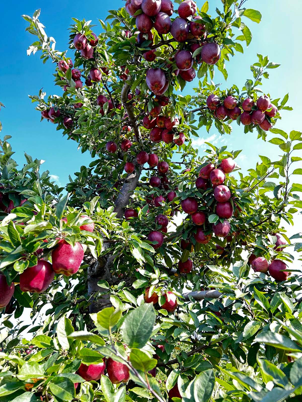 Appleland Farm Market — photo 4