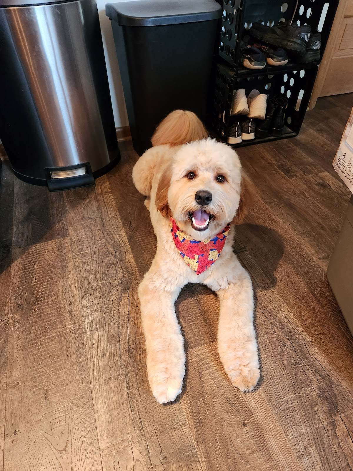 Ashley's Pampered Pets — photo 3