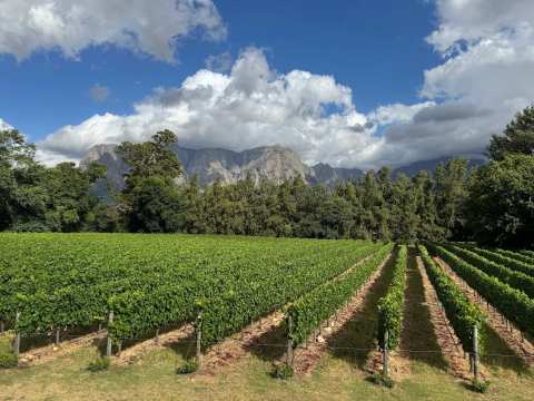 Thelema Mountain Vineyards — photo 2