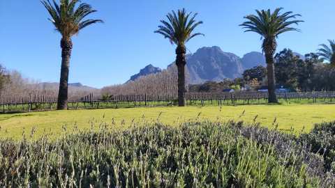 Allée Bleue Wine Estate — photo 3