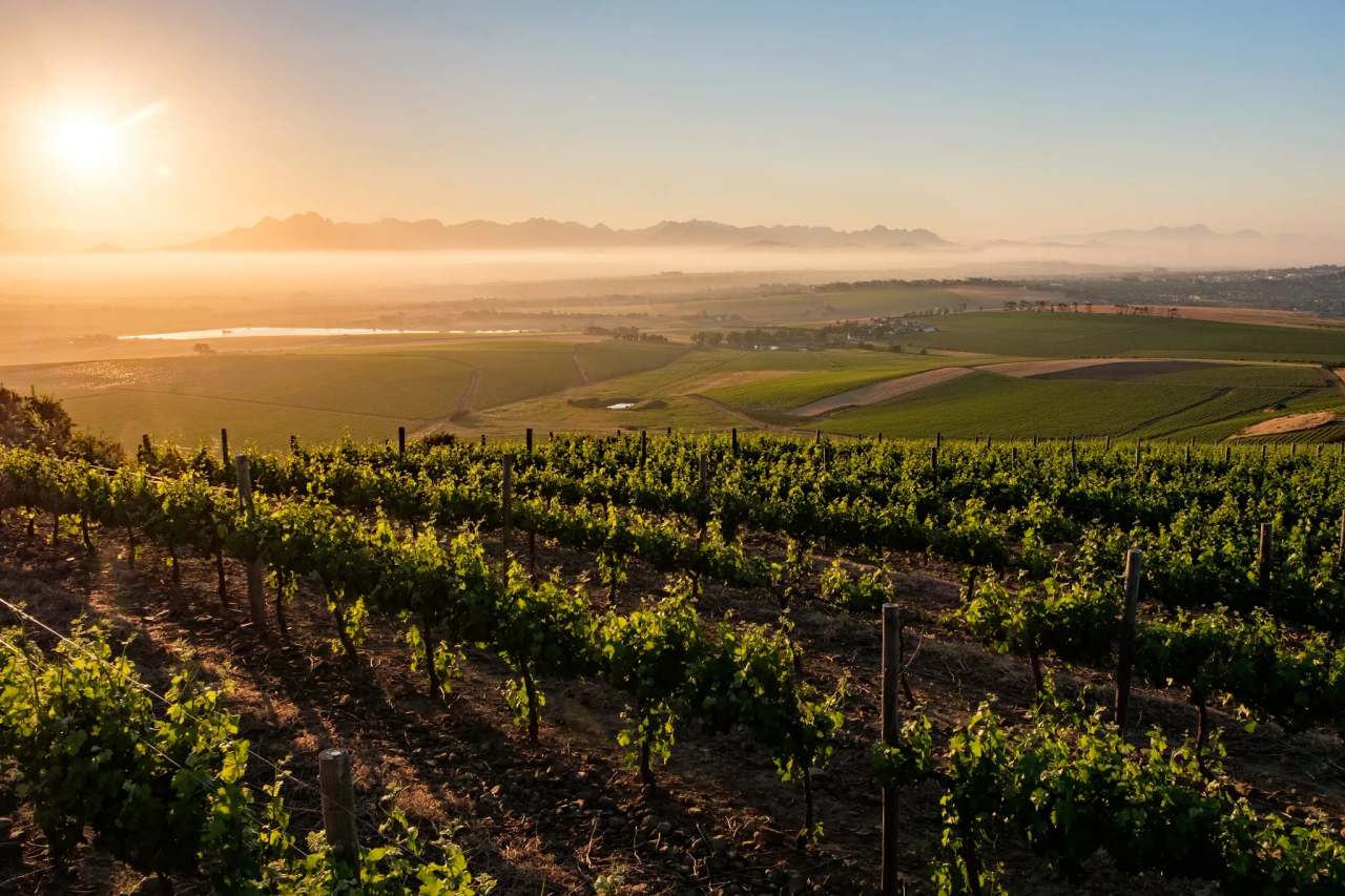 Diemersdal Wine Estate — photo 1