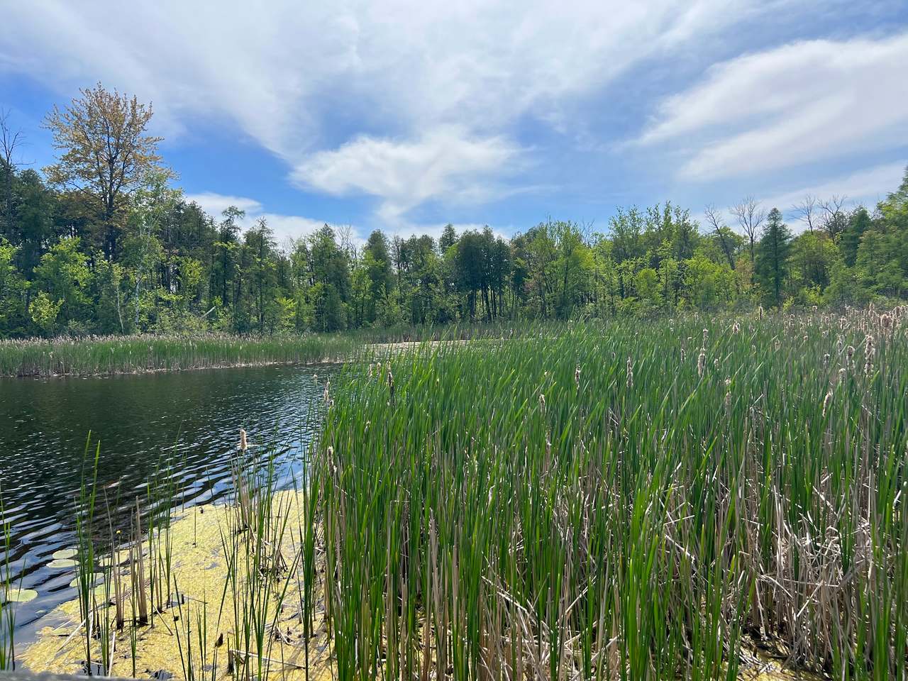 Cedarburg Bog State Natural Area — photo 1