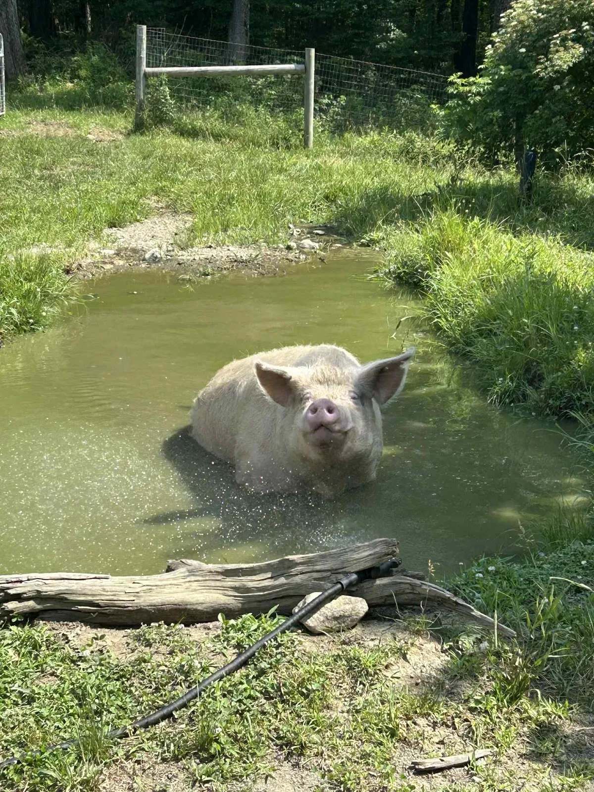 JP FARM ANIMAL SANCTUARY — photo 1
