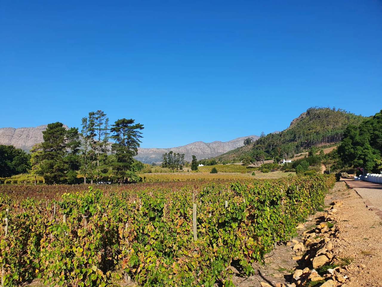 STELLENBOSCH WINE ROUTES — photo 1