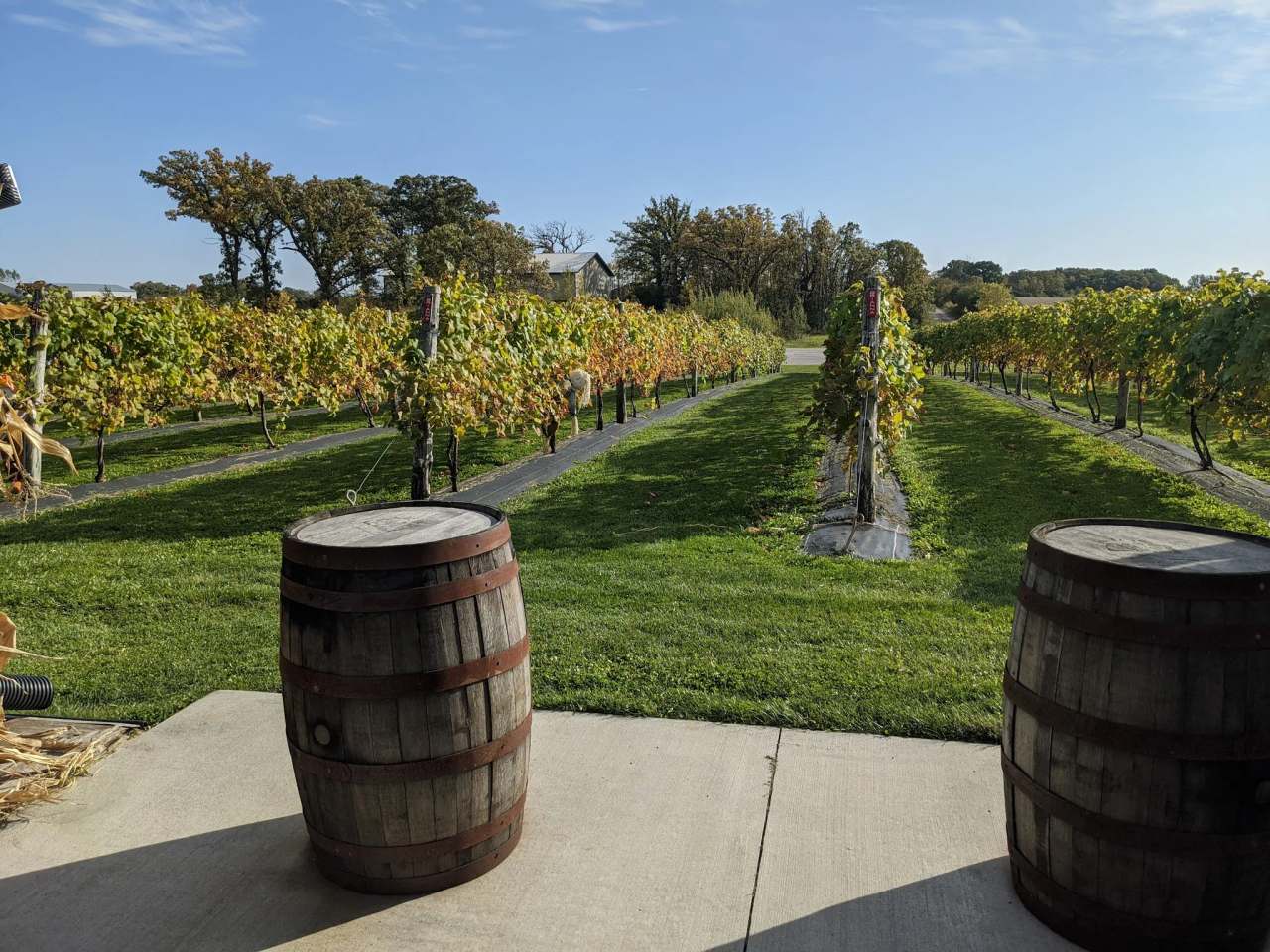 Spirits of Norway Vineyard — photo 3