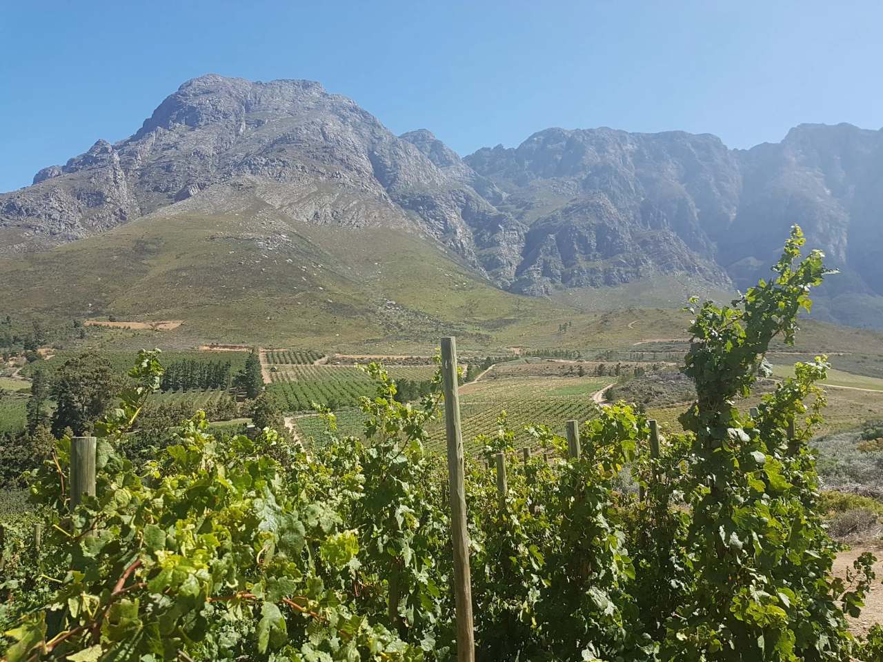 Olifantsberg Wines — photo 2