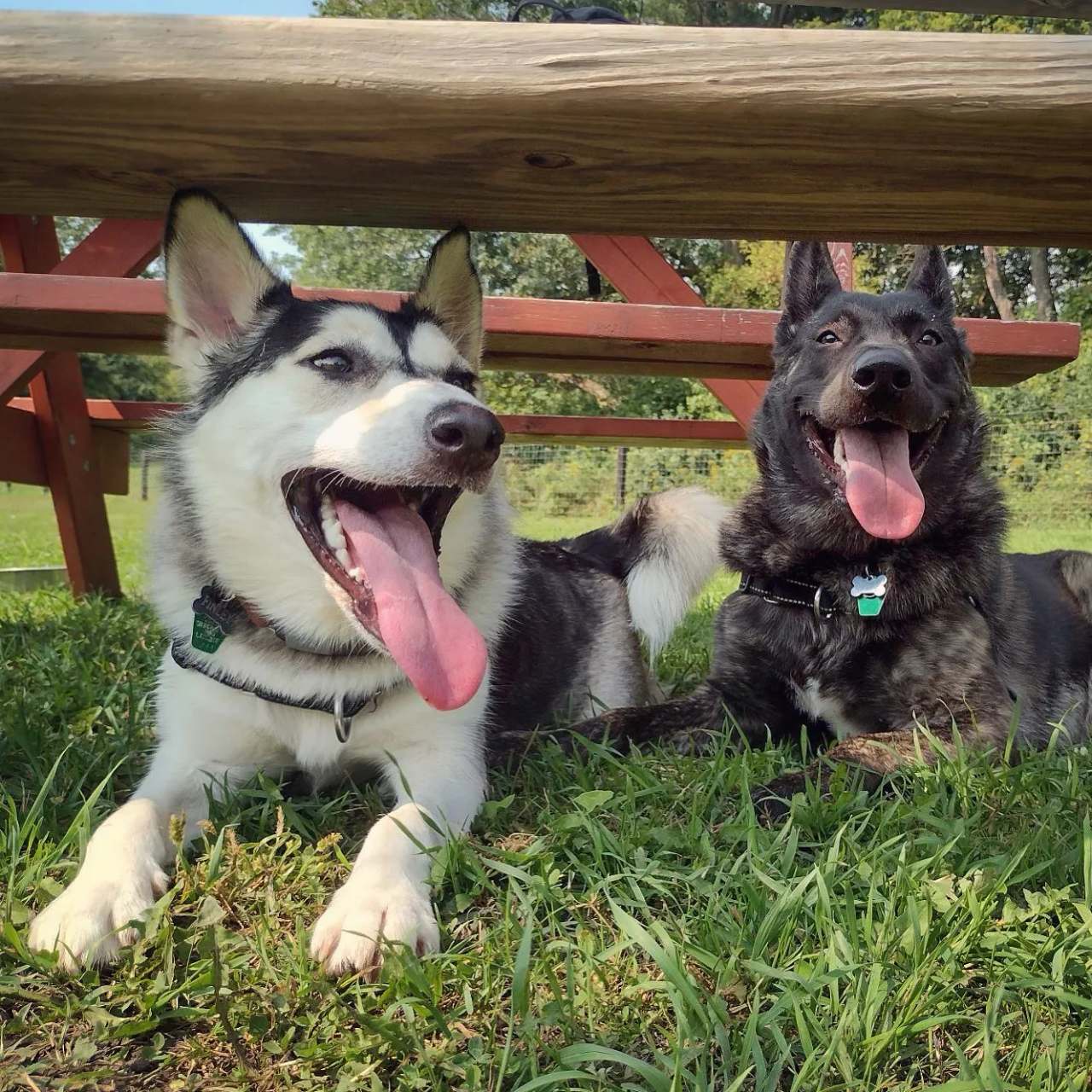 Viroqua Bark Park — photo 2