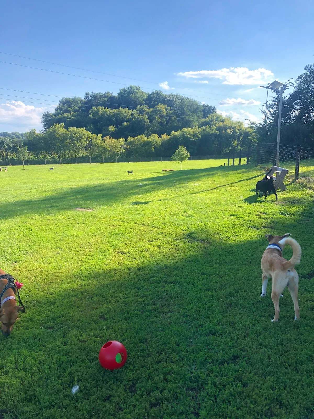 Viroqua Bark Park — photo 1