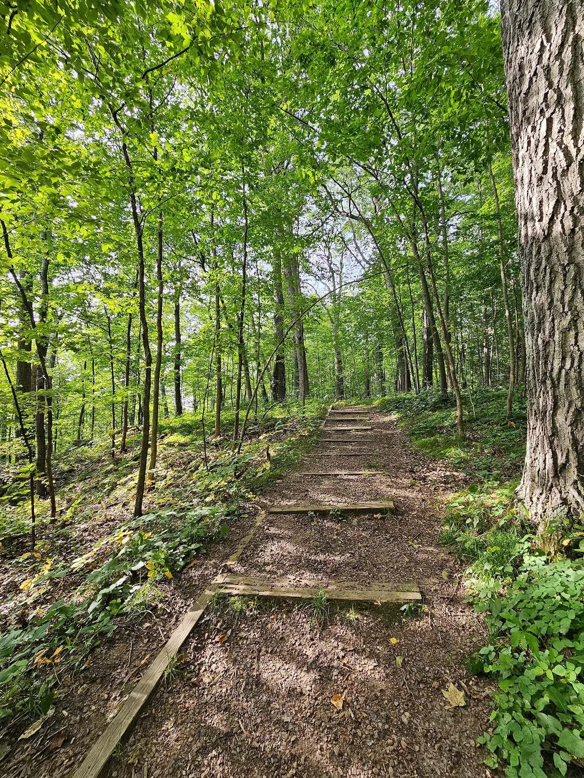 Listeman Arboretum — photo 1