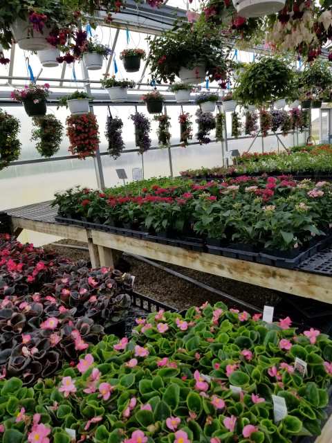 Hoekstra's Market & Greenhouse, LLC — photo 2