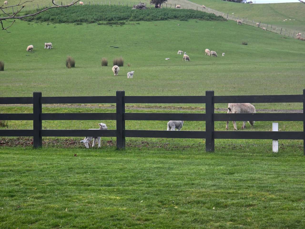 Ellstone Bed and Breakfast — photo 3