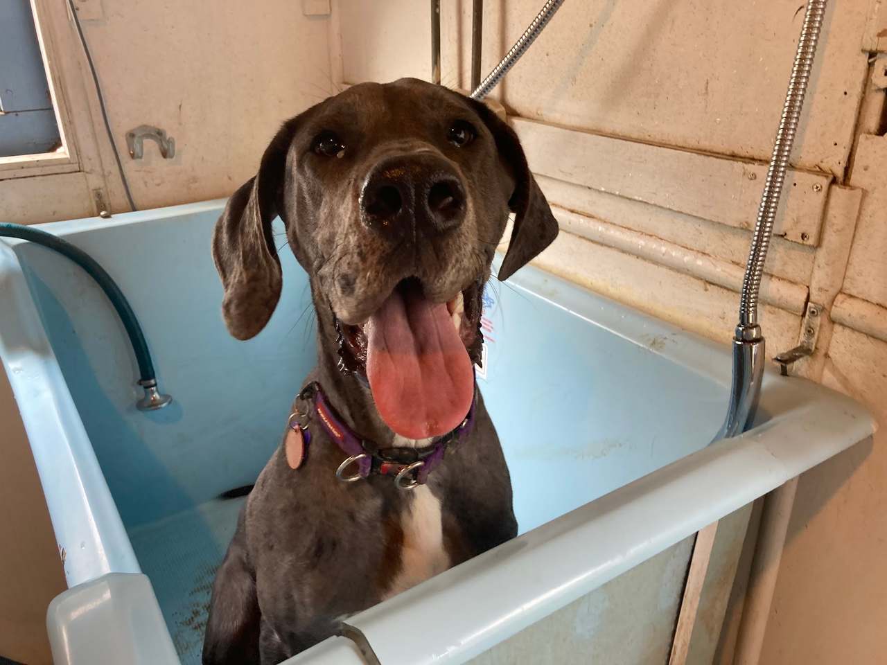 Ladymead Boarding Kennels & Cattery — photo 1