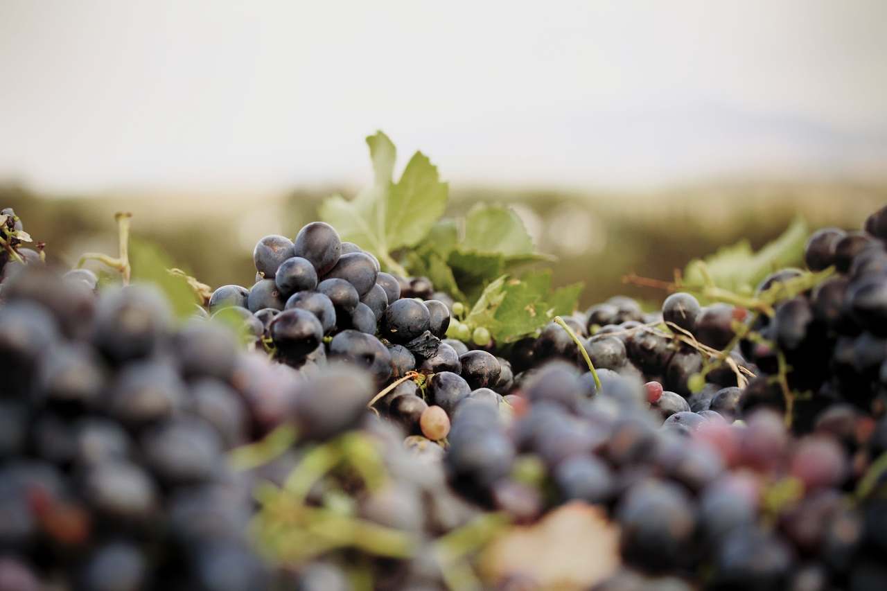 Rietvallei Wine Estate — photo 1