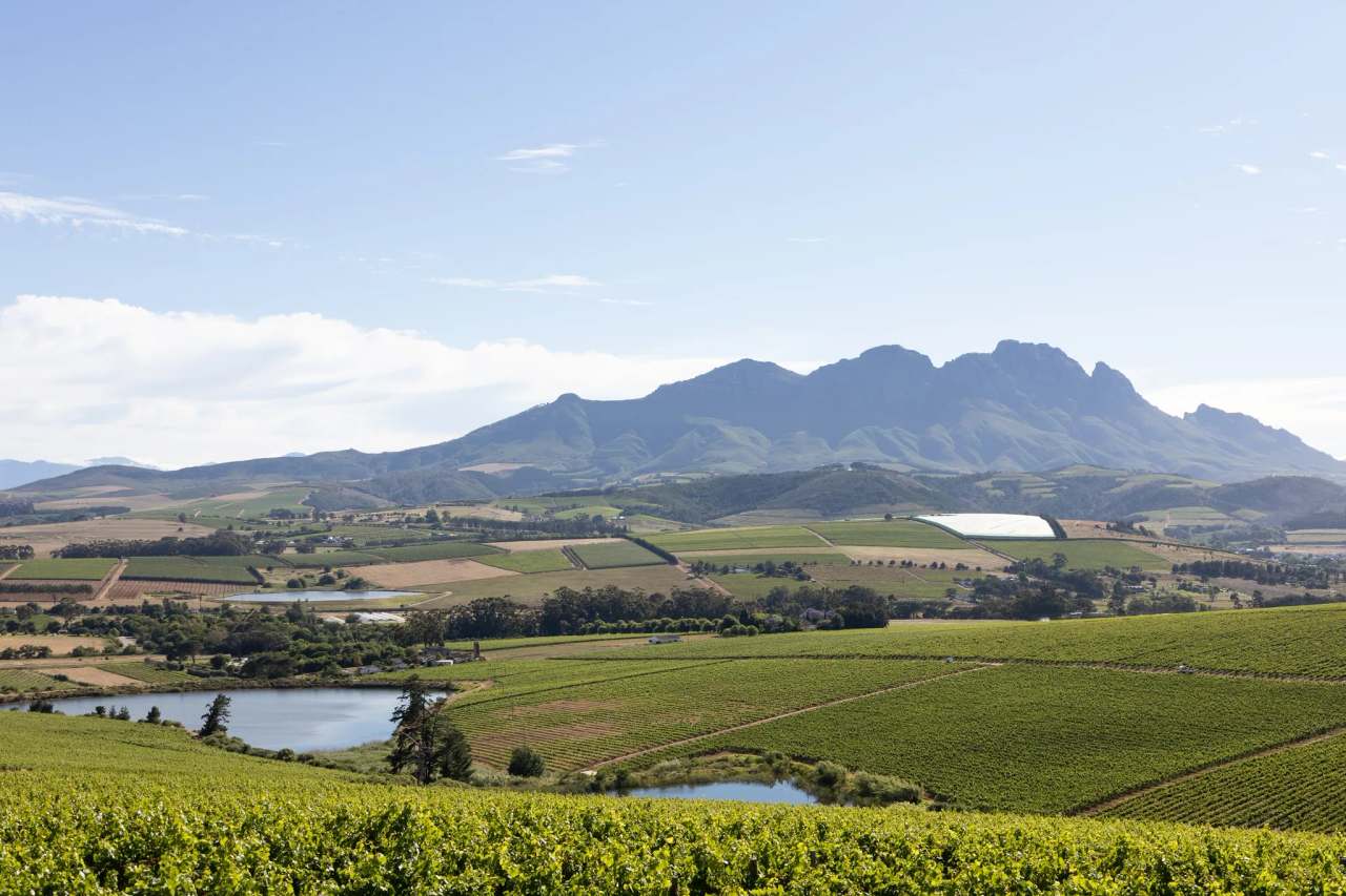 Simonsig Family Vineyards — photo 2