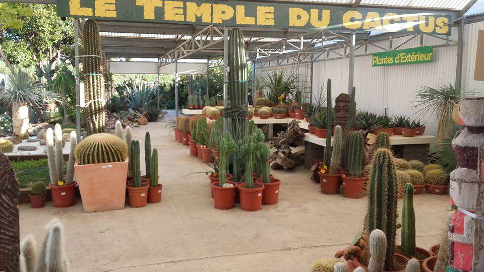 THE TEMPLE OF CACTUS