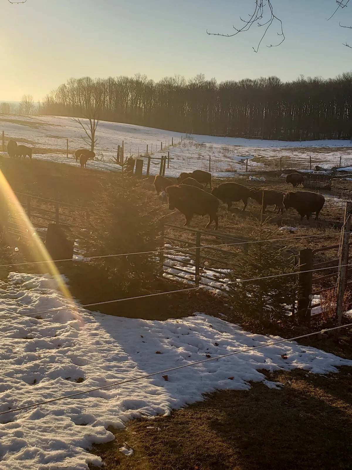 Lakeview Buffalo Farm — photo 1