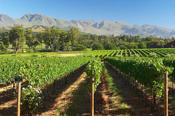 Elgin Vintners Wines & 4-Star Country Guest House — photo 1