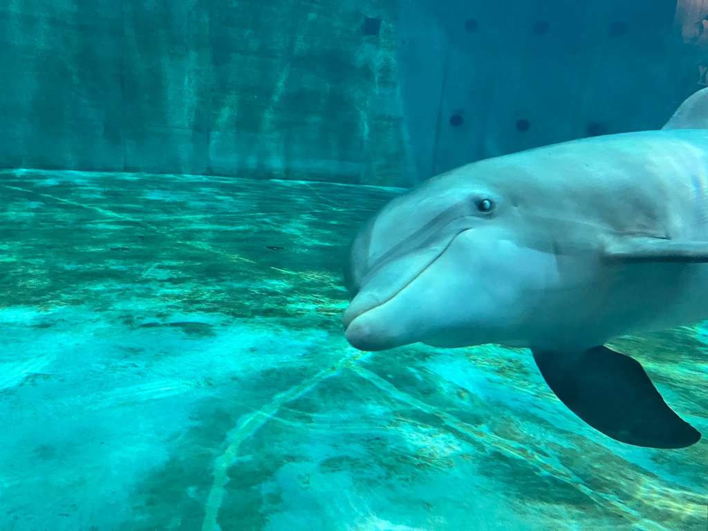 Clearwater Marine Aquarium