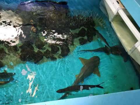 Clearwater Marine Aquarium — photo 2