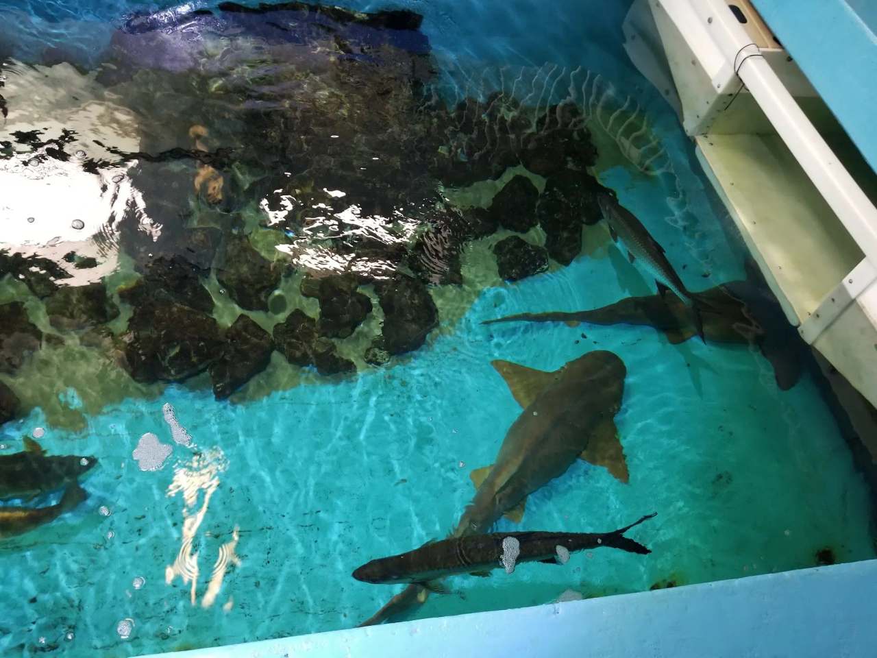 Clearwater Marine Aquarium — photo 2
