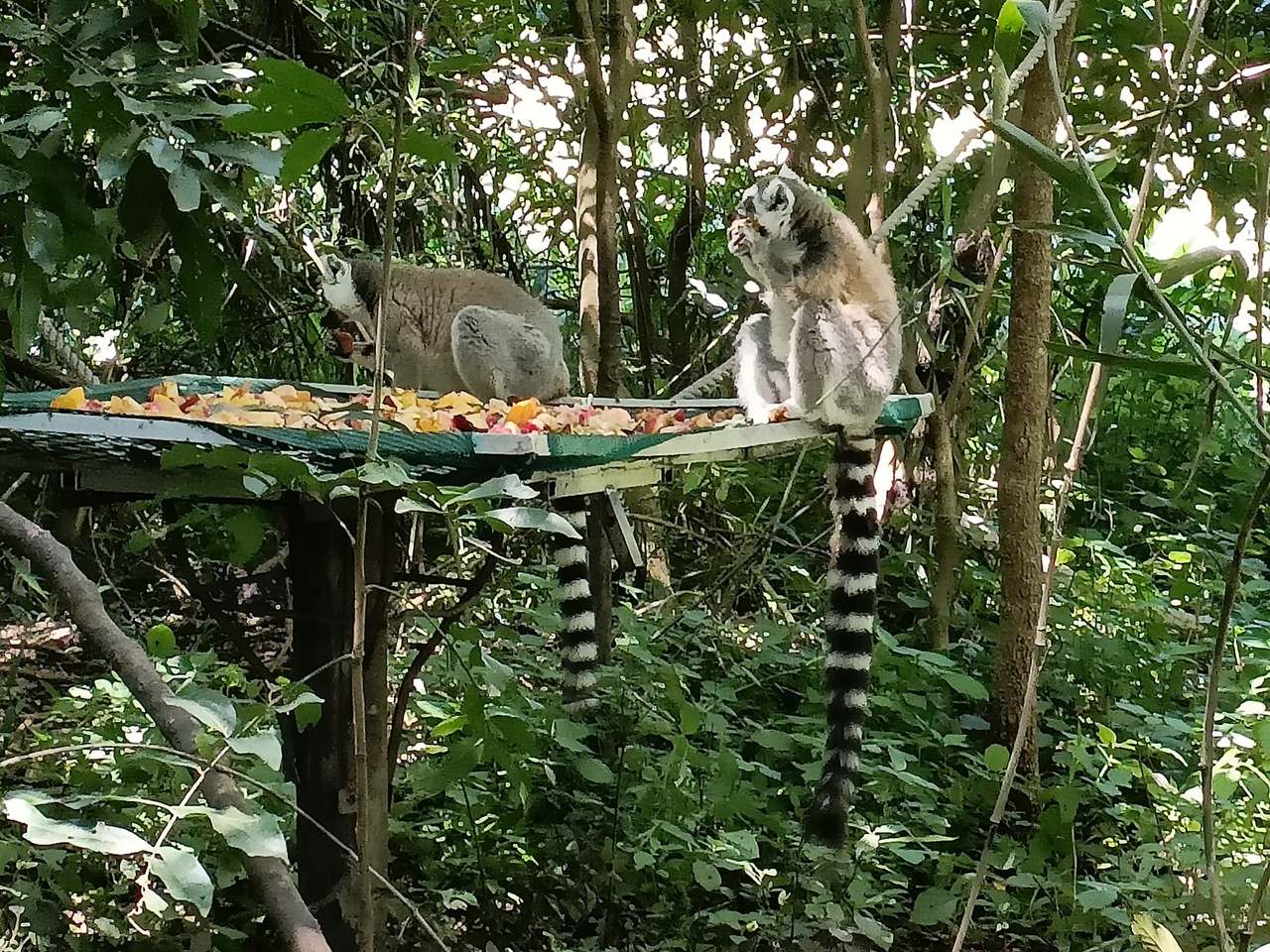 The Hidden Forest Wildlife Sanctuary — photo 4