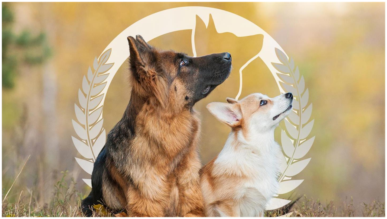 Dog Training Elite Milwaukee — photo 1