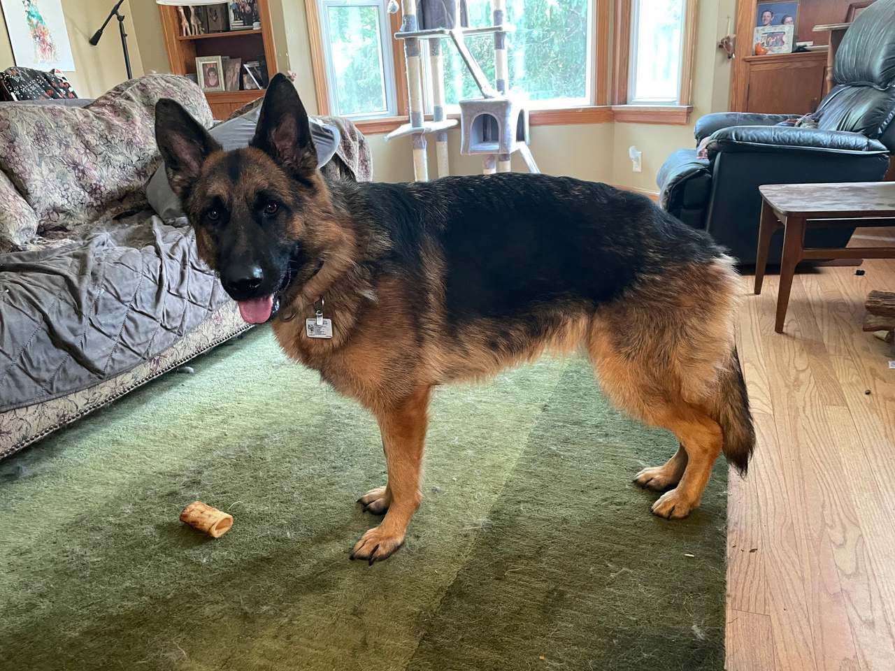 Dog Training Elite Milwaukee — photo 4