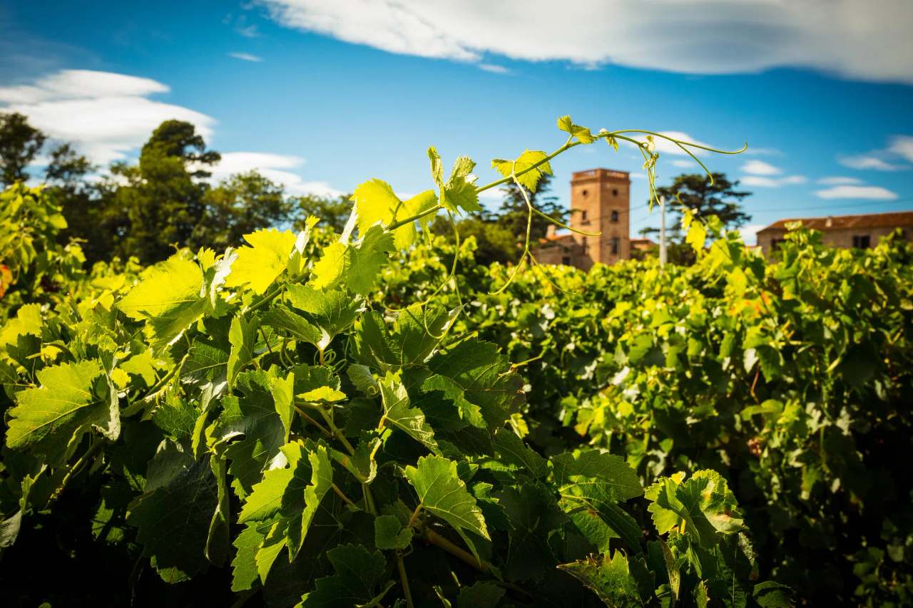 Domaine Lafage — photo 1