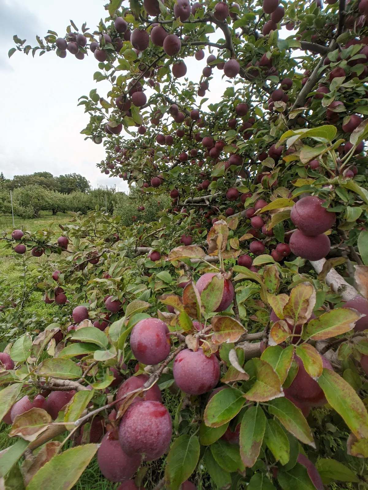 Brightonwoods Orchard — photo 3