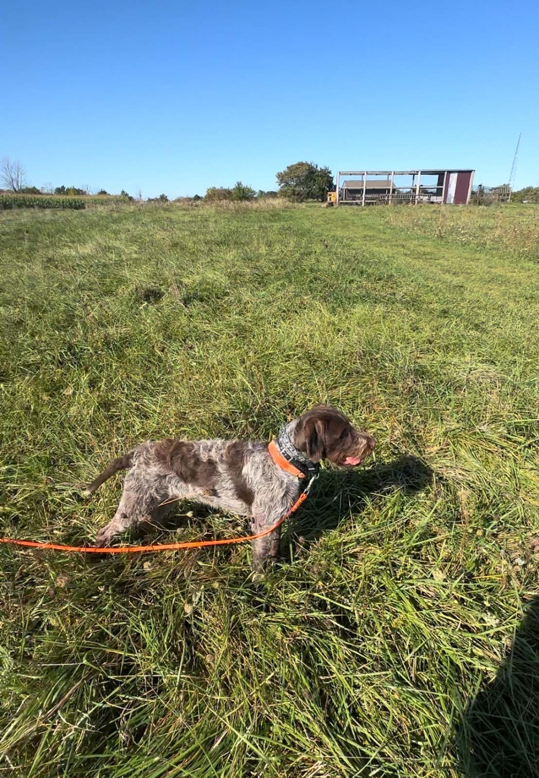 Krystal Creek Kennels — photo 2