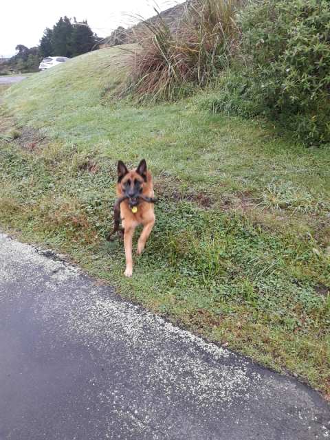 South Wairarapa Veterinary Services — photo 3
